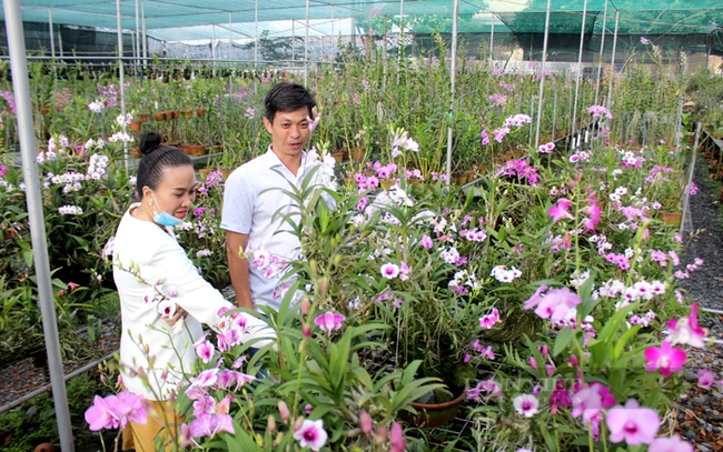 Việc kinh doanh của vườn lan Tuấn Văn Garden hiện do anh Nguyễn Anh Tuấn (con trai ông Lót) quản lý. Ảnh: Nguyên Vỹ