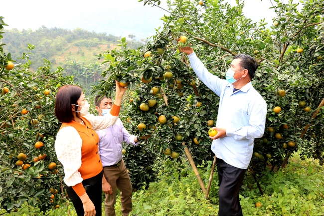 Vốn trao tay, nhà nông Hà Giang tăng thu nhập - Ảnh 1.