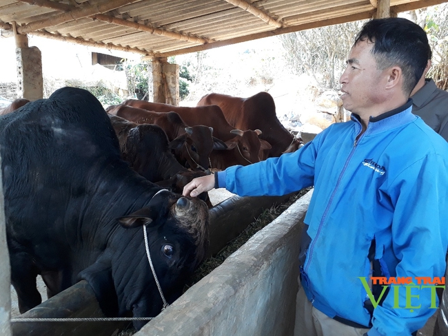 Vay vốn nuôi bò, lo gì không khấm khá - Ảnh 1. Vay vốn nuôi bò, lo gì không khấm khá - Ảnh 1.