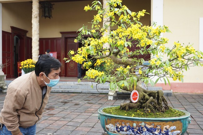 Chuyên gia “hiến kế” đưa mai vàng Huế trở thành sản phẩm chủ lực phát triển du lịch  - Ảnh 3.