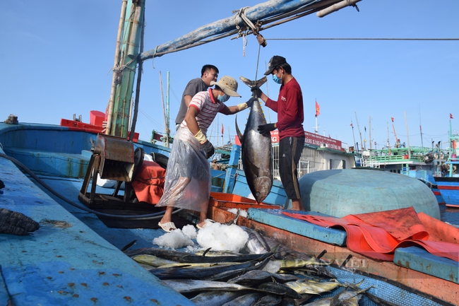Mỹ mua tới tấp, giá một loài cá của Việt Nam cao nhất trong 10 năm  - Ảnh 1.