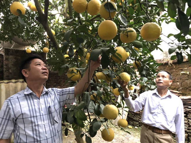 HTX nông nghiệp Yên Bài:  Nâng cao chất lượng, giá trị sản phẩm nông nghiệp - Ảnh 1.