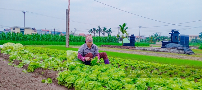 Ba Vì: Nông hộ làm giàu từ việc trồng rau xanh  - Ảnh 1.