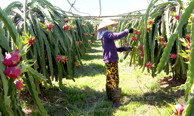 Nông dân trồng thanh long ở tỉnh Bình Thuận. Ảnh: Trần Khánh
