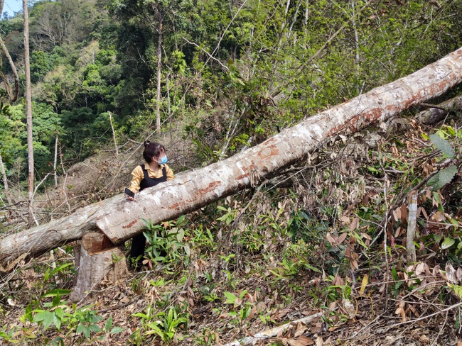 Kon Tum: Khởi tố vụ những khoảnh rừng bị phá trắng mà báo Dân Việt phản ánh - Ảnh 2.
