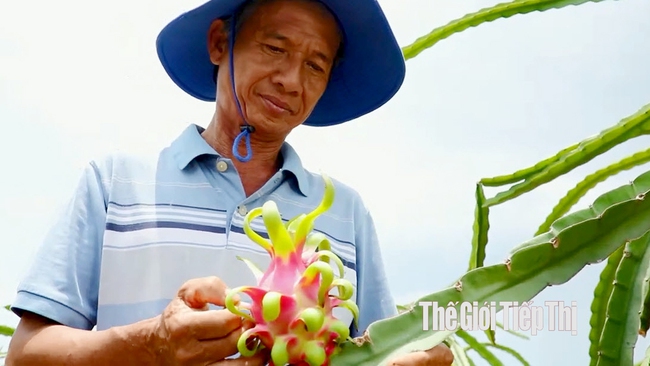Nông dân trồng thanh long ở Bình Thuận lần thứ 2 đối diện đợt rớt giá. Ảnh: Trần Khánh