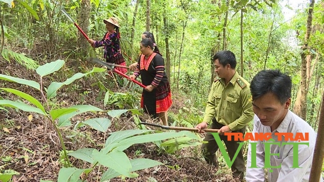 Nông thôn Tây Bắc: Mường Chà vào mùa nương rẫy, không để đất nương lấn chiếm đất rừng   - Ảnh 1.