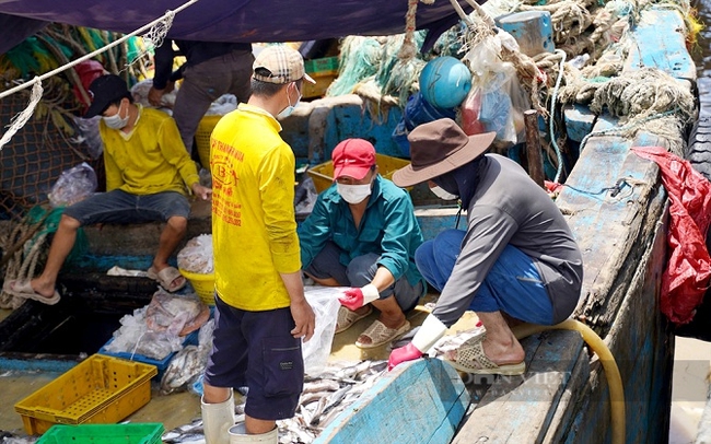 Ngư dân đánh bắt cá ở TX.La Gi, Bình Thuận. Ảnh: Hữu Tri