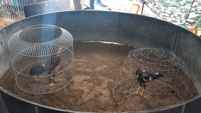 Phá trường gà quy mô lớn ở Huế, bắt hàng chục con bạc đang sát phạt - Ảnh 2.