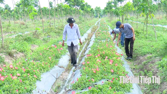 Vùng trồng sâm bố chính của Công ty CP Bà Đen Farm ở huyện Gò Dầu, Tây Ninh. Ảnh: Trần Khánh