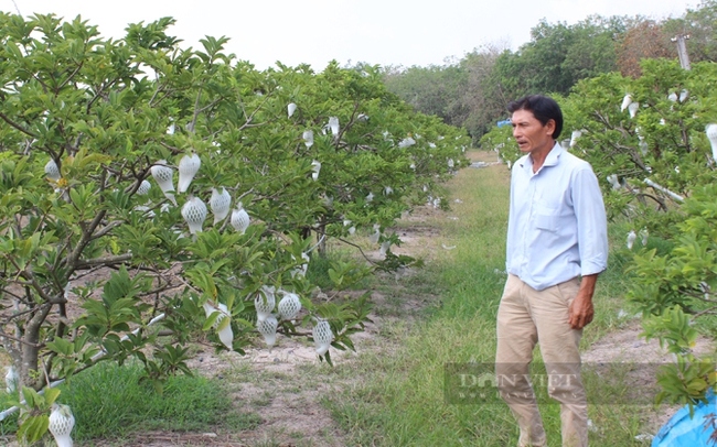 Nông dân trồng mãng cầu ở Tây Ninh. Ảnh: Nguyễn Vy