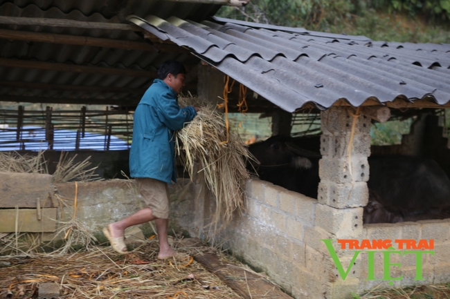 Lai Châu: Nông dân gồng mình chăm sóc &quot;Đầu cơ nghiệp&quot;   - Ảnh 3.