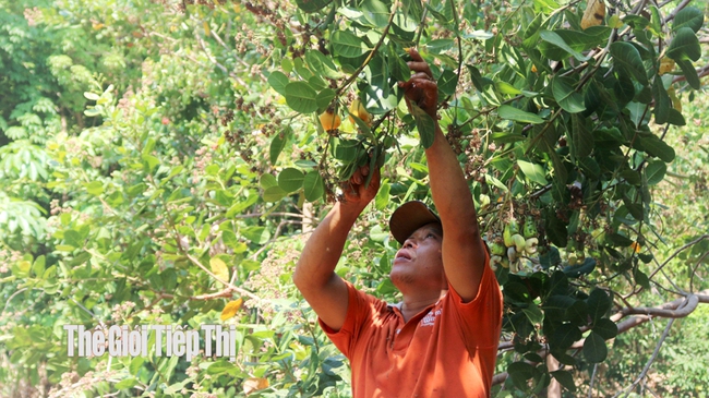 Nông dân thu hoạch điều đầu vụ ở Bình Phước. Ảnh: Hải Thanh