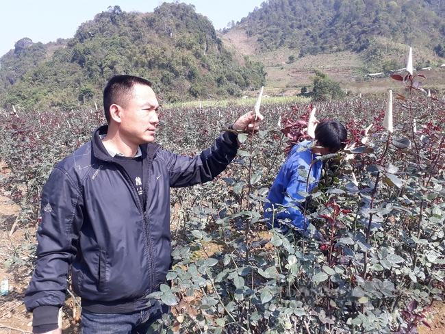 Lên núi trồng hoa tình yêu, trai Mê Linh rinh hơn nửa tỷ đồng mỗi năm - Ảnh 3.