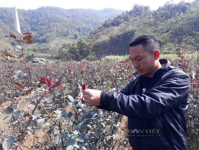 Lên núi trồng hoa tình yêu, trai Mê Linh rinh hơn nửa tỷ đồng mỗi năm - Ảnh 1.