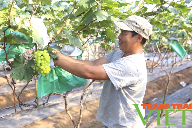 Anh nông dân thu gần nửa tỷ sau một năm nhờ trồng giống cây nho lạ hoắc - Ảnh 3.