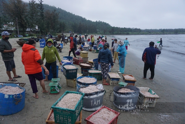 Đà Nẵng: Trúng &quot;lộc&quot; biển, ngư dân thu tiền triệu mỗi ngày - Ảnh 1.