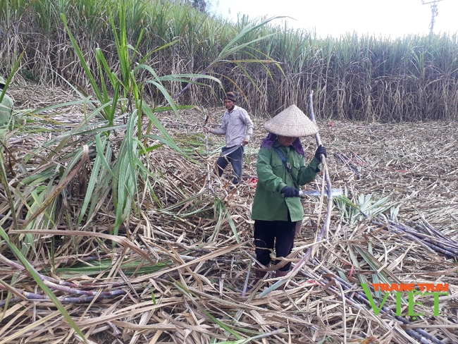 Bỏ ngô trồng mía, lão nông Sơn La thu cả trăm triệu đồng mỗi năm - Ảnh 1.