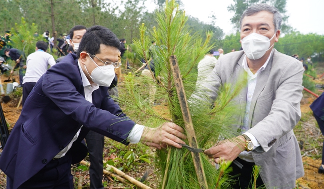 TT-Huế: Gần 11.000 ha rừng được cấp chứng chỉ FSC, xuất khẩu gỗ năm 2021 đạt 80 triệu USD  - Ảnh 2.