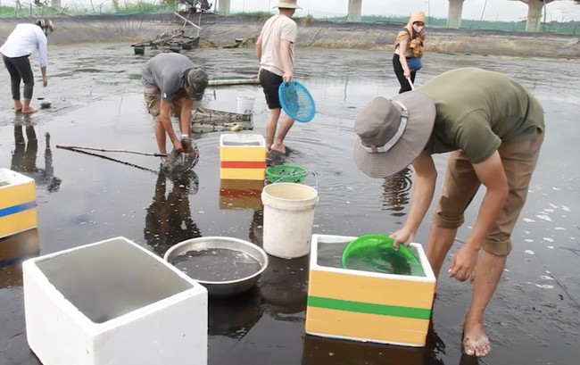 Nuôi thành công đặc sản cá bống cát sông Trà, kéo lưới lên được cả tạ cá nhảy tanh tách - Ảnh 2.