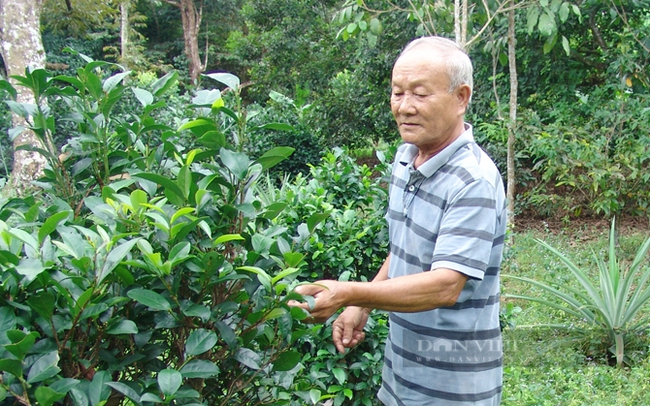 Người dân trồng trà Phú Hội ở xã Phú Hội, huyện Nhơn Trạch (Đồng Nai). Ảnh: Trần Đáng