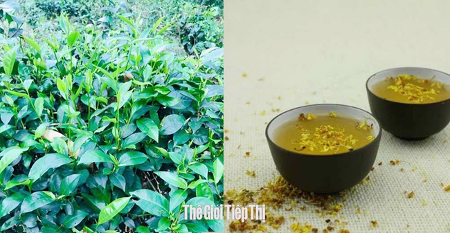 Hương vị trà Phú Hội khác biệt với các loại trà ở những vùng miền khác. Ảnh: T.L