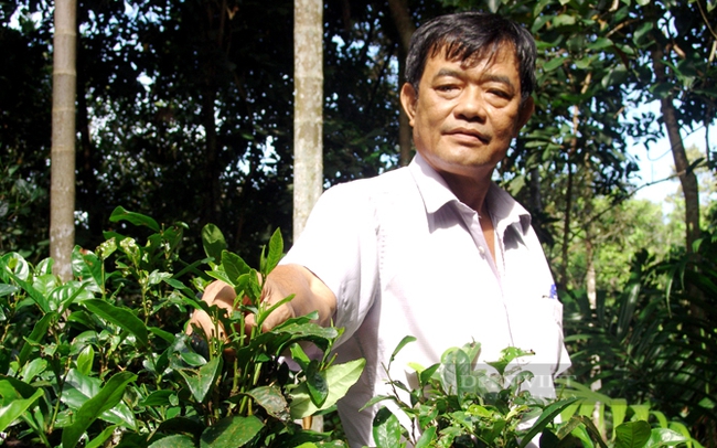 Hội Nông dân xã đang hướng dân nông dân mở rộng mô hình trồng trà Phú Hội theo hướng bền vững. Ảnh: Trần Đáng
