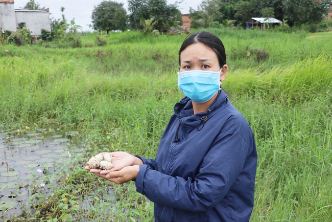 Hội Nông dân tỉnh Gia Lai giúp nông dân nuôi ốc bươu đen đặc sản, trồng cây ăn quả làm giàu  - Ảnh 2.