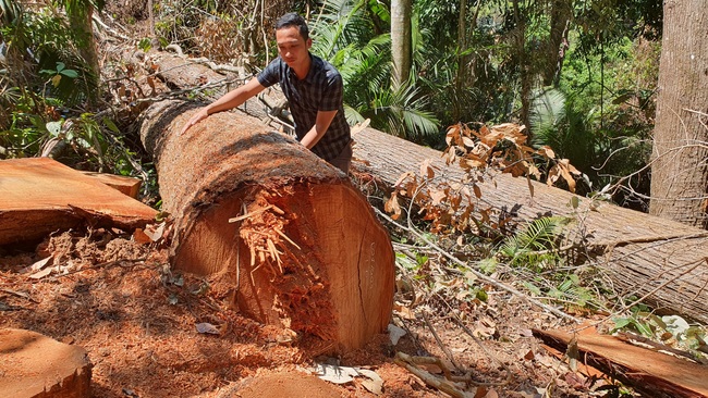 Kon Tum: Hàng chục cây gỗ cổ thụ bị cưa hạ ngay tại thị trấn Măng Đen - Ảnh 2.