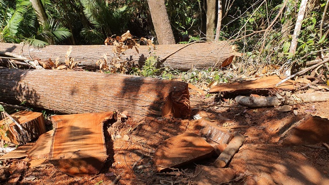 Kon Tum: Hàng chục cây gỗ cổ thụ bị cưa hạ ngay tại thị trấn Măng Đen - Ảnh 1.