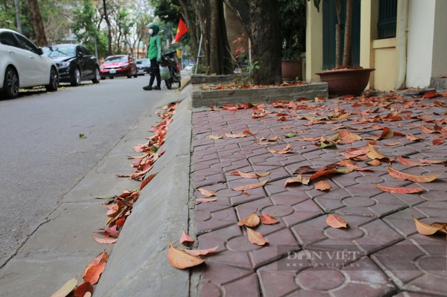 Cận cảnh hai con phố nên thơ mang tên Lưu Quang Vũ và Xuân Quỳnh ở Hà Nội - Ảnh 6.