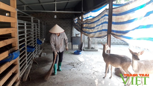 Lai Châu: Vốn hội “tiếp sức” nông dân làm giàu từ nuôi hươu sinh sản - Ảnh 4.