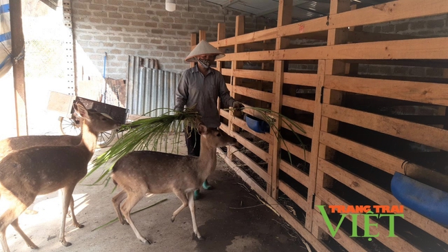 Lai Châu: Vốn hội “tiếp sức” nông dân làm giàu từ nuôi hươu sinh sản - Ảnh 3.