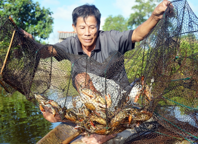 Khai thác “kho báu” dưới tán rừng ven biển - Ảnh 1.