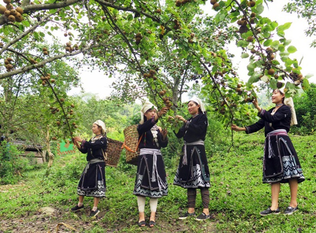 Du lịch Tuyên Quang: Trải nghiệm “camping Hoa Lê” giữa 360 độ hoa lê - Ảnh 8.