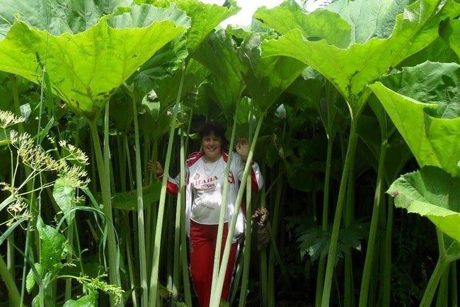 Vùng đất thần kỳ ở Nga, cây cối khổng lồ đến khó tin, cứ như bước vào trong truyện cổ tích - Ảnh 1.