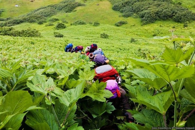 Vùng đất thần kỳ ở Nga, cây cối khổng lồ đến khó tin, cứ như bước vào trong truyện cổ tích - Ảnh 8.