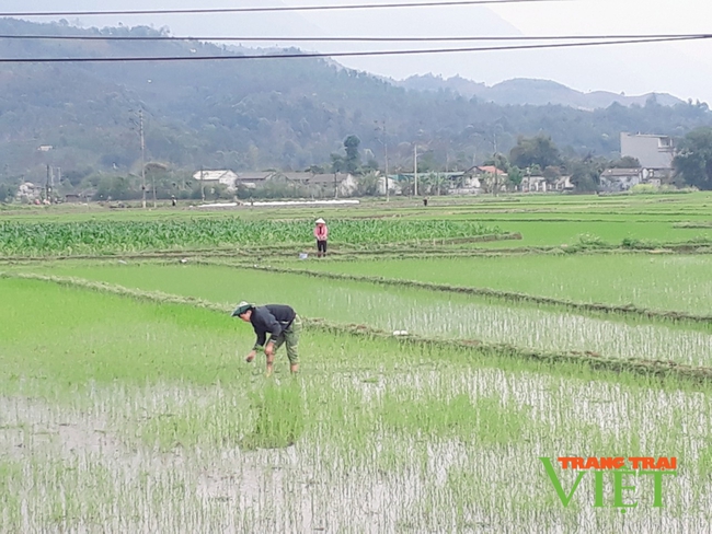 Nông dân Lai Châu chủ động chăm sóc lúa Đông Xuân - Ảnh 2.