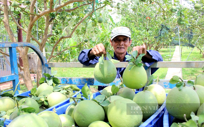 Bưởi sạch Tân Triều ở huyện Vĩnh Cửu không sử dụng phân bón hóa học. Ảnh: Trần Khánh