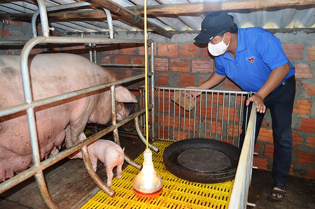 Làm giàu trên rú cát Quảng Bình - Ảnh 1.