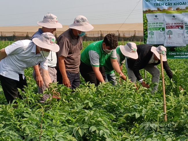 Sử dụng phân bón hữu cơ, nông dân trồng khoai tây ở Lâm Đồng thắng lớn - Ảnh 3.