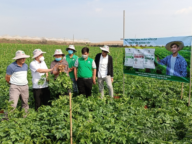 Sử dụng phân bón hữu cơ, nông dân trồng khoai tây ở Lâm Đồng thắng lớn - Ảnh 1.