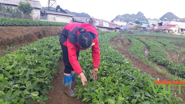 Lai châu: Nông dân Sìn Hồ thi đua sản xuất, kinh doanh giỏi - Ảnh 1.