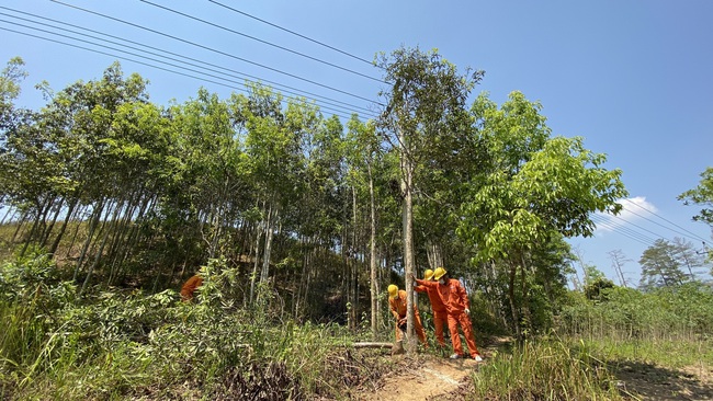 Điện lực Đăk Glei: Tăng cường phát quang hành lang lưới điện trước mùa mưa bão - Ảnh 1.