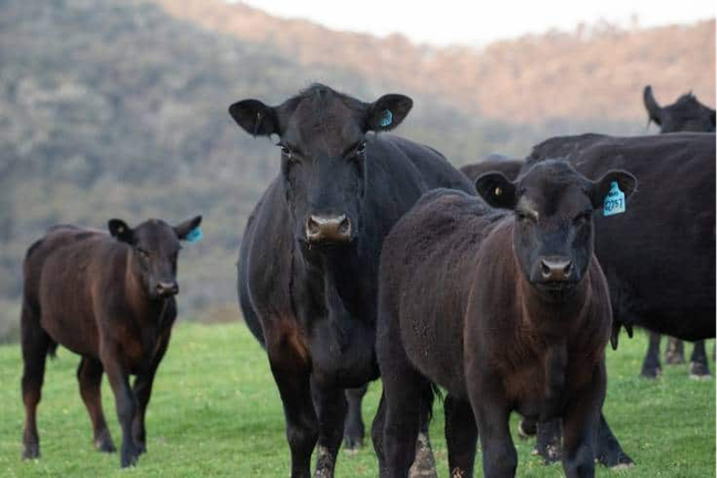 Black Angus - Thịt bò hảo hạng cho bữa ăn 5 sao - Ảnh 1.