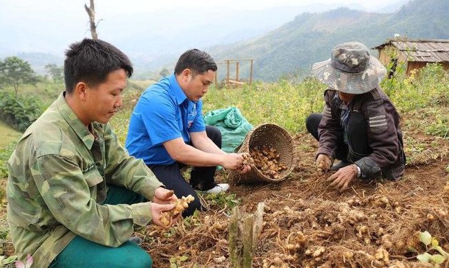 Nghệ An: Đã kết nối tiêu thụ hơn 5.000 tấn gừng cho người nông dân huyện Kỳ Sơn   - Ảnh 1.