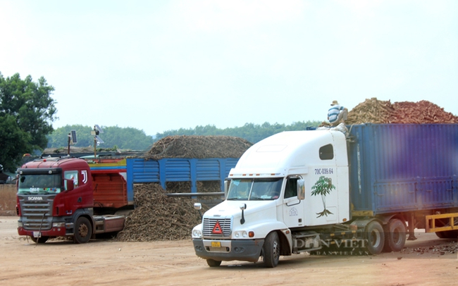 Hoạt động xuất nhập khẩu sắn và các sản phẩm từ sắn tại cửa khẩu Chàng Riệc, Tây Ninh. Ảnh: Nguyên Vỹ