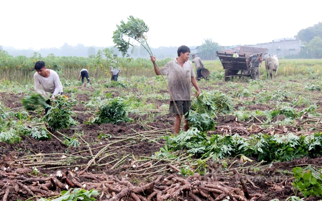 Nông dân thu hoạch sắn ở Tây Ninh. Ảnh: Nguyên Vỹ