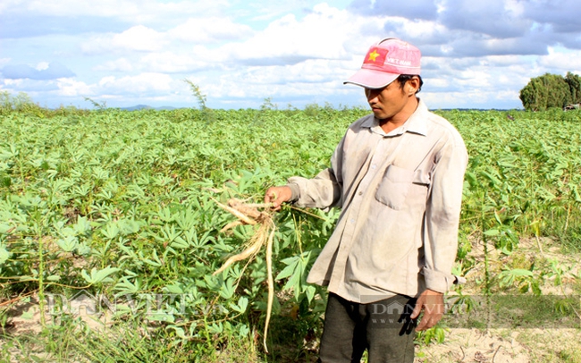 Hiệp hội Sắn Việt Nam kêu cứu khẩn cấp. Nông dân trồng sắn ở Tây Ninh. Ảnh: Nguyên Vỹ