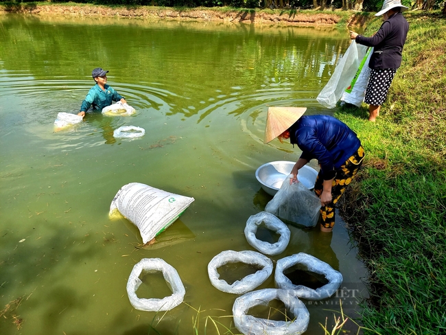 Gác bằng cử nhân, thôi làm cán bộ về đào ao nuôi trê vàng - Ảnh 3.